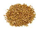 Coriander — Seed used in Samahan