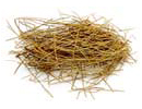 Evolvulus alsinoides — Whole plant used in Samahan