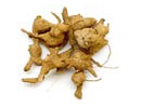 Premna herbacea — Root used in Samahan